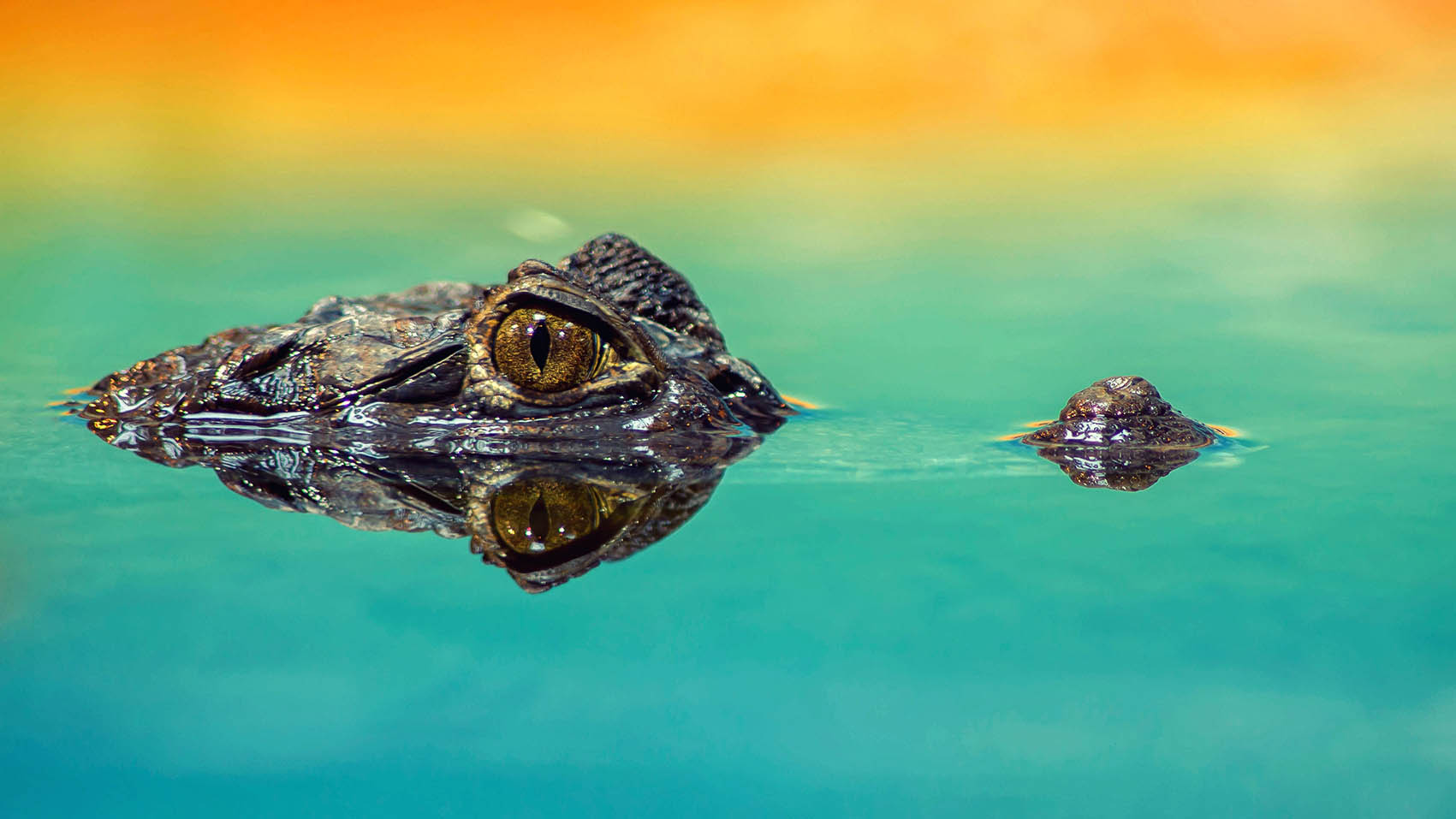 Obraz krokodýla